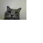 foliea thumbnail