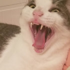 boringpopsong thumbnail