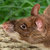 cricetomys thumbnail