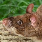 cricetomys thumbnail