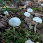 fraktalorg thumbnail