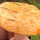 kobelo thumbnail