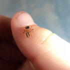 101929ha thumbnail