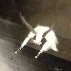 papiervampier thumbnail