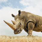 irhino thumbnail