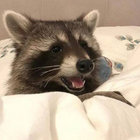 skogsdjur thumbnail