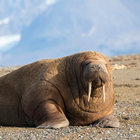 blockywalrus24 thumbnail