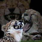 ultrameydajr thumbnail
