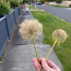 illwilled thumbnail