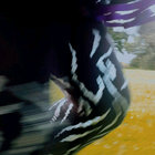 aestivate thumbnail