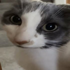 adagato thumbnail