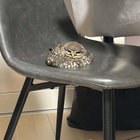 tungsonkitty thumbnail