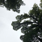 newsong_publications thumbnail