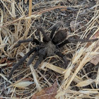 flingtoad thumbnail