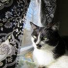 peace☮cat thumbnail