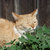 catnip873 thumbnail