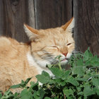 catnip873 thumbnail
