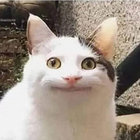 echocatnip thumbnail