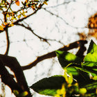 treebird652 thumbnail