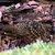forestekuwa thumbnail