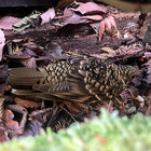 forestekuwa thumbnail