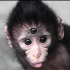 Neurozoo™ thumbnail