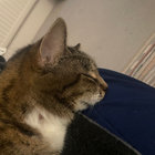 zeusthecat thumbnail