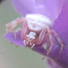 bogosbinted thumbnail