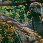 Heron  thumbnail