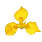 yellowiris thumbnail
