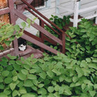 pechev2 thumbnail