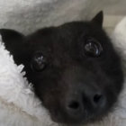 filipthedragon thumbnail