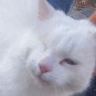richee thumbnail