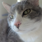 nefariouspigeon thumbnail
