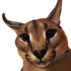 papayabumpkin thumbnail