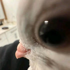 woolfux thumbnail