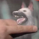 anthonybeech thumbnail