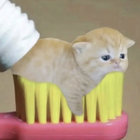 kadserich thumbnail