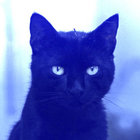 Blue Cat thumbnail