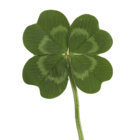 luckyclover thumbnail