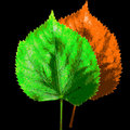 LEAF LEAF image