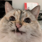 justinlubin thumbnail