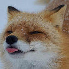 Kettu thumbnail