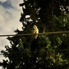 durkin_listens thumbnail