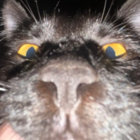 willnu thumbnail