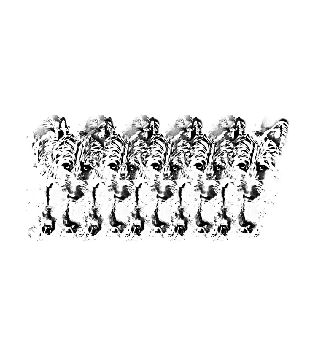 THE TARANTINO TAPES VOL. I | STRAYDOG//SHINSHAN SALAZAR