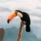 T0ucan thumbnail