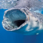 whale_shark_fan thumbnail