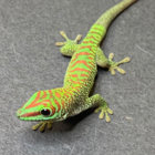 gecko3 thumbnail