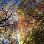 topiarist thumbnail
